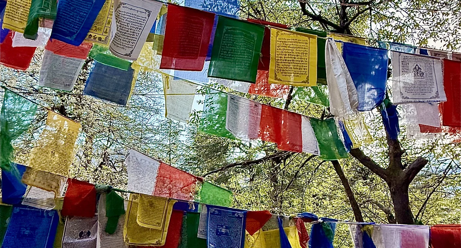 prayer flags in dharamsala