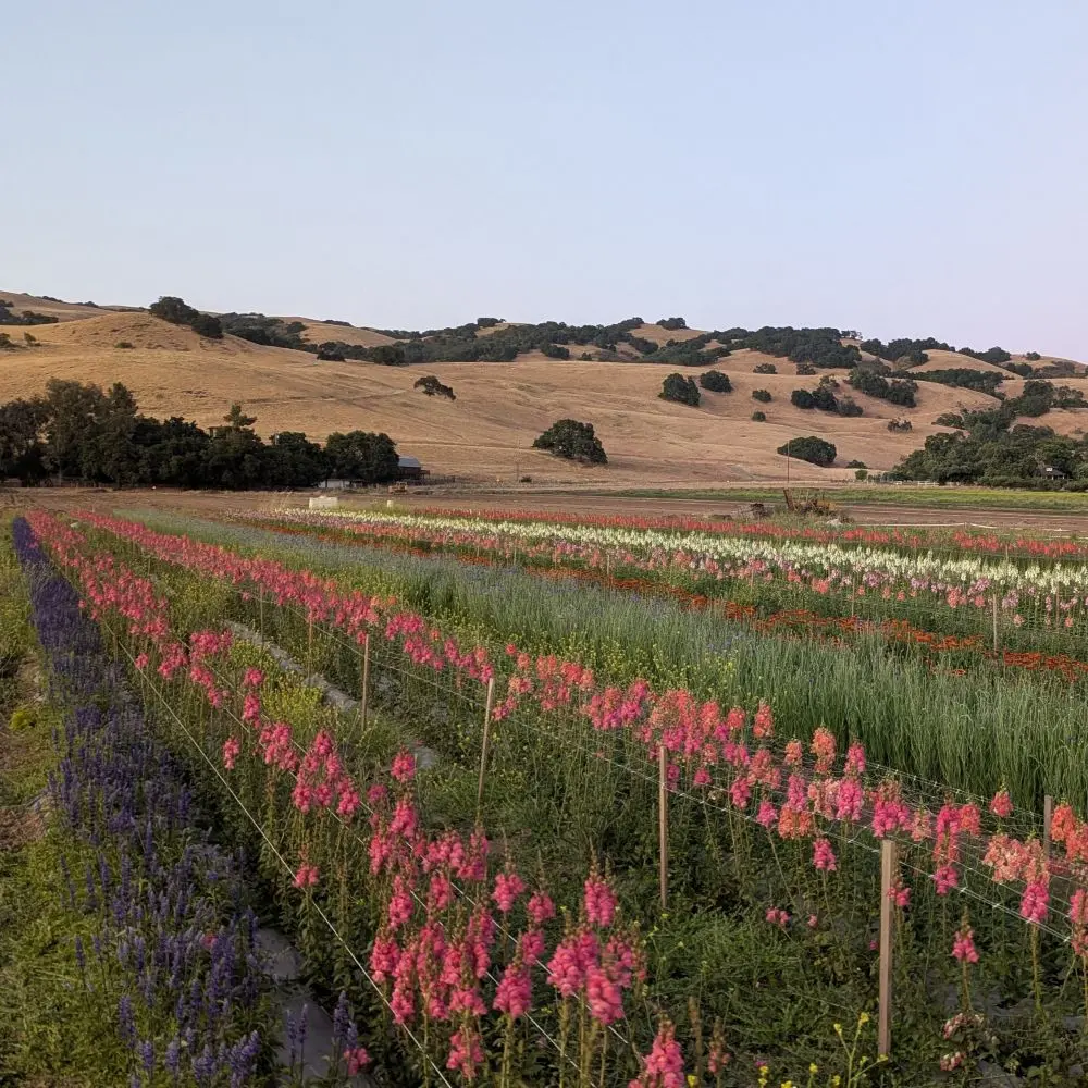Planted rows of different colored flowers