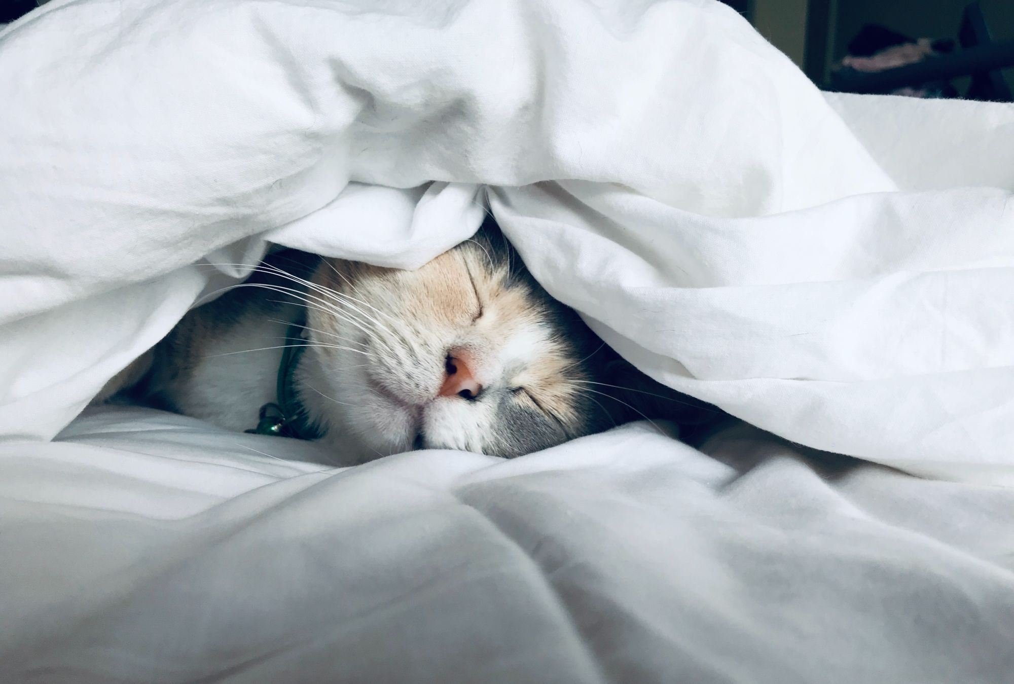 Cat sleeping underneath blanket