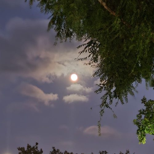 A nighttime photo of a full moon amongst clouds and trees in the foreground