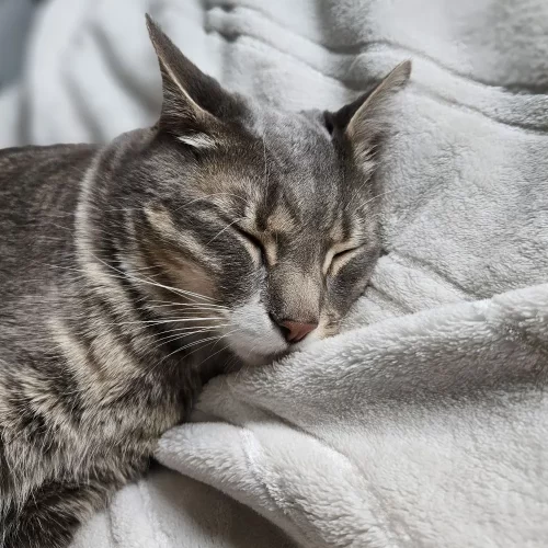 cat sleeping on a blanket