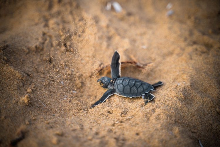 baby turtle by david leveque _ nelly bto