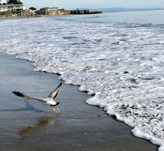 Seagull on the shore