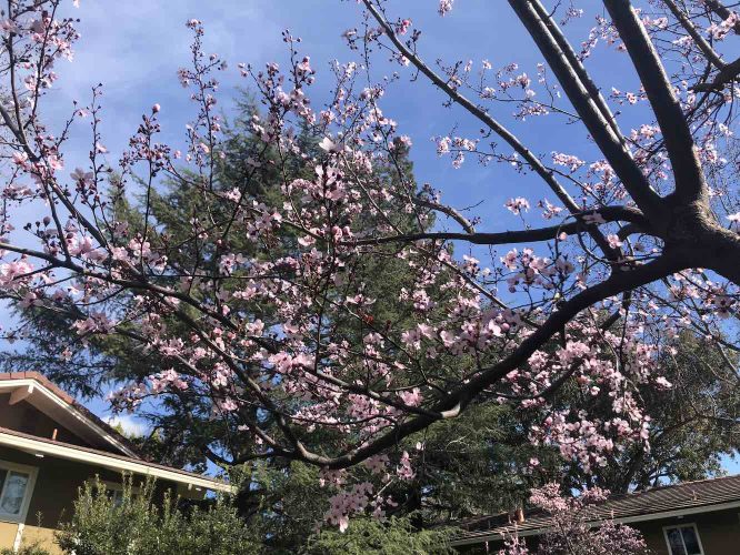 CherryBlossoms by Paulette Sato