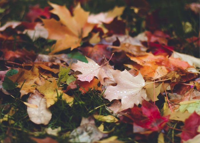 fall leaves Bridget Puchalsky BTO
