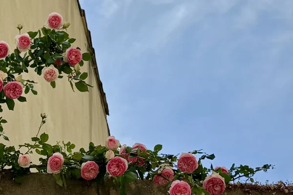 vine of pink roses with a blue sky in the background