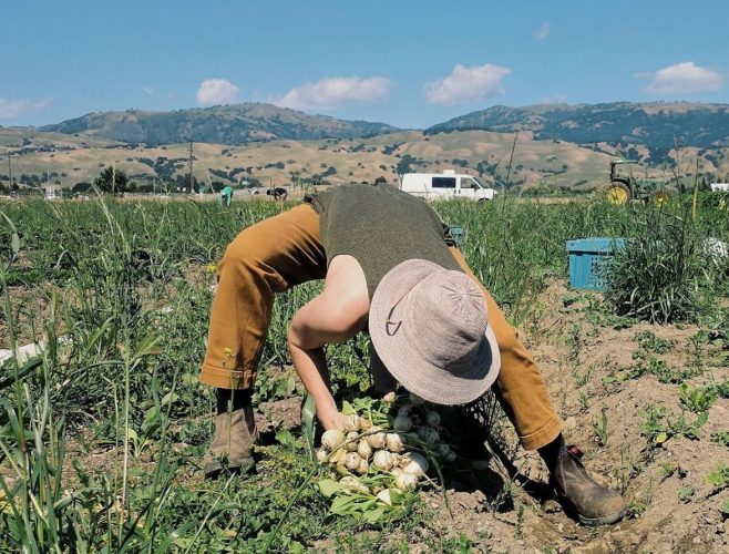 Yoga while picking crops on farm