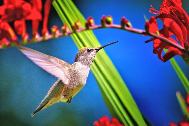 hummingbird by shlomoshalev_lisa konie bto