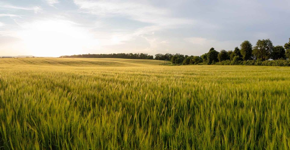 Beautiful crop field. summer sunset panorama  golden time