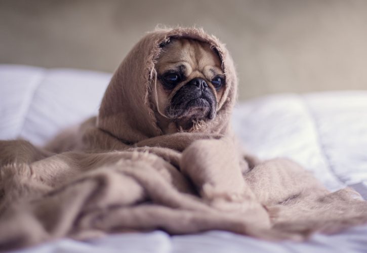 Pug wrapped in blanket