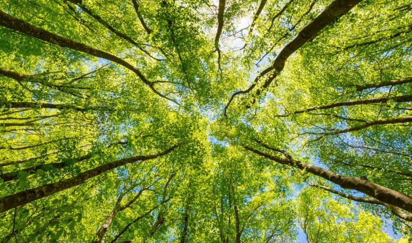 Looking up at the green tops of trees. Italy