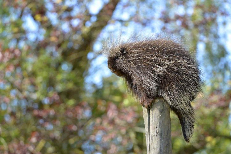The North American porcupine (Erethizon dorsatum), also known as the Canadian porcupine or common porcupine, perched on stake