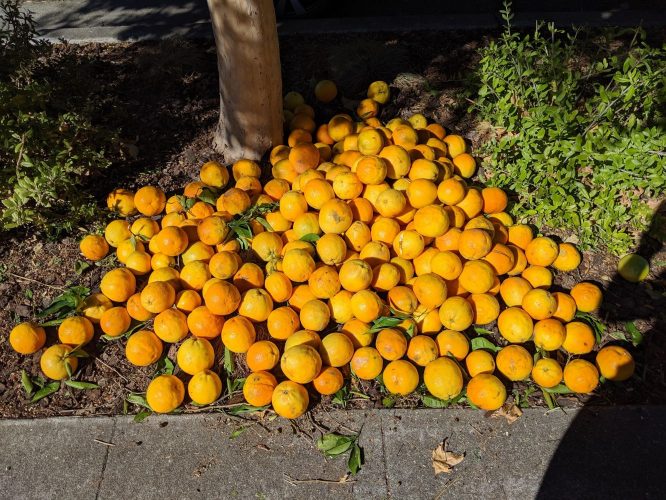 oranges