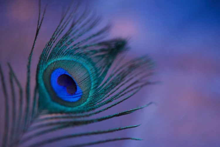 The tip of a turquoise, blue, and black peacock feather peaks into frame from the bottom left corner. The background is out of focus and pink with blue in the upper right corner.