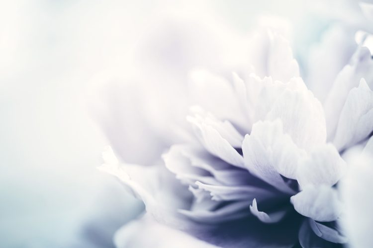 Peony flowers close-up, soft focus, toned. Gentle floral background