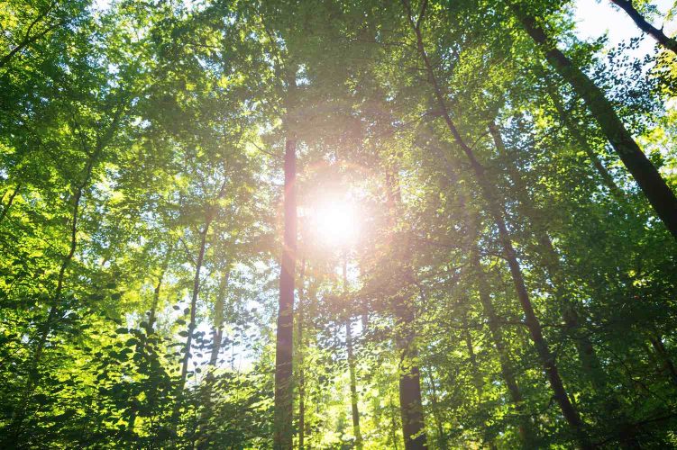 Sun shining through trees