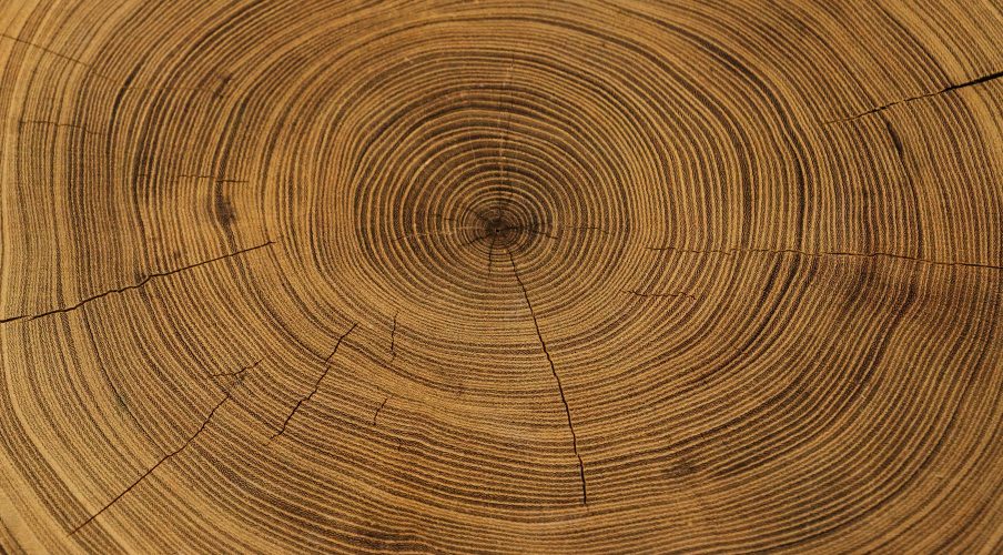 Old wooden oak tree cut surface. Detailed warm dark brown and orange tones of a felled tree trunk or stump. Rough organic texture of tree rings with close up of end grain.