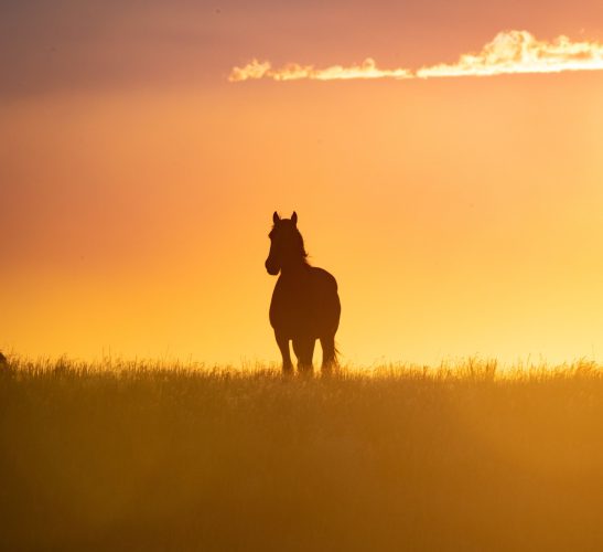 Onaqui Wild Horses