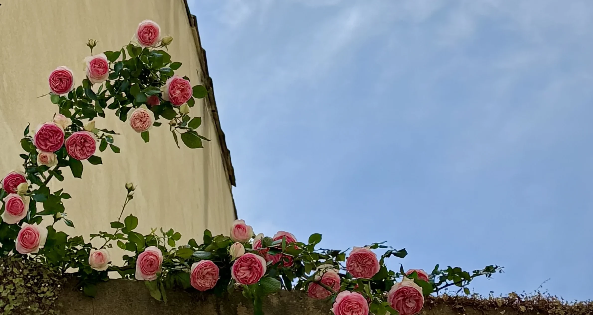 vine of pink roses with a blue sky in the background