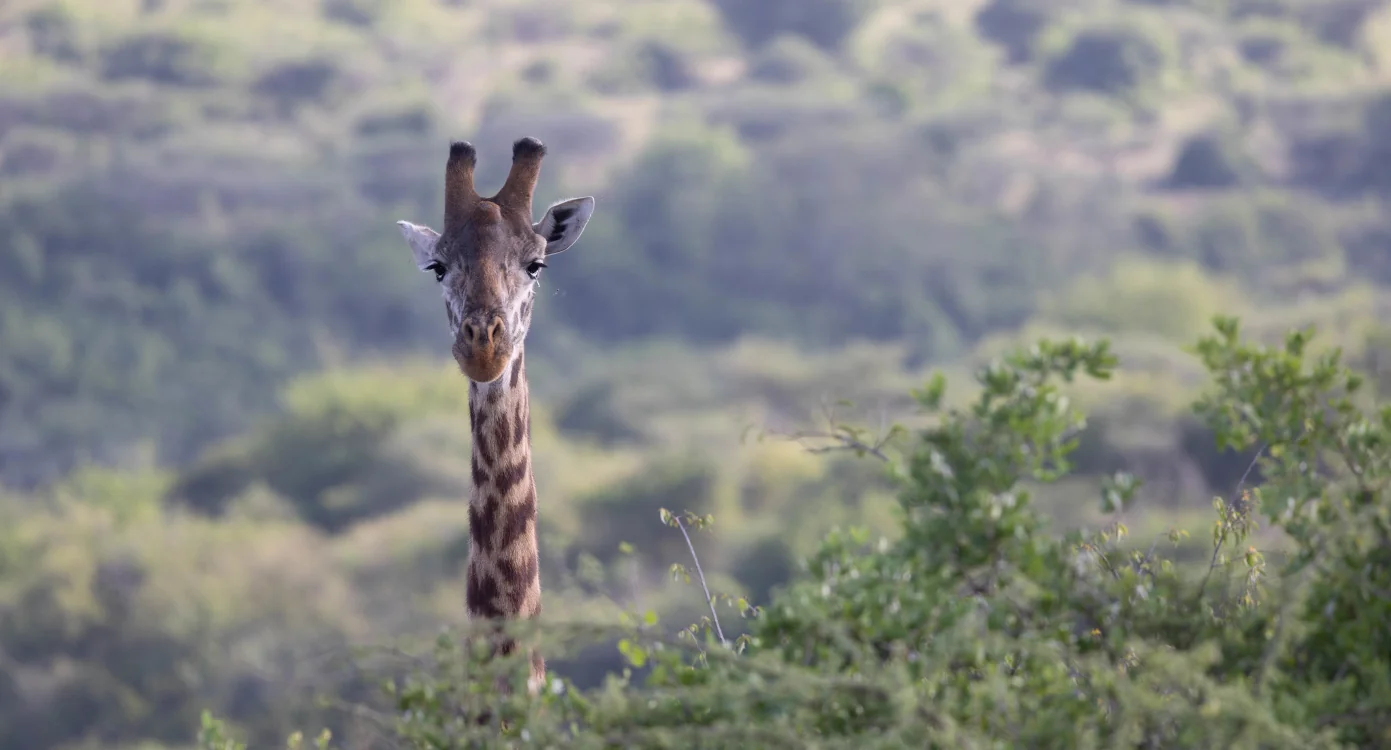 giraffe poking its head up above shrubbery and trees