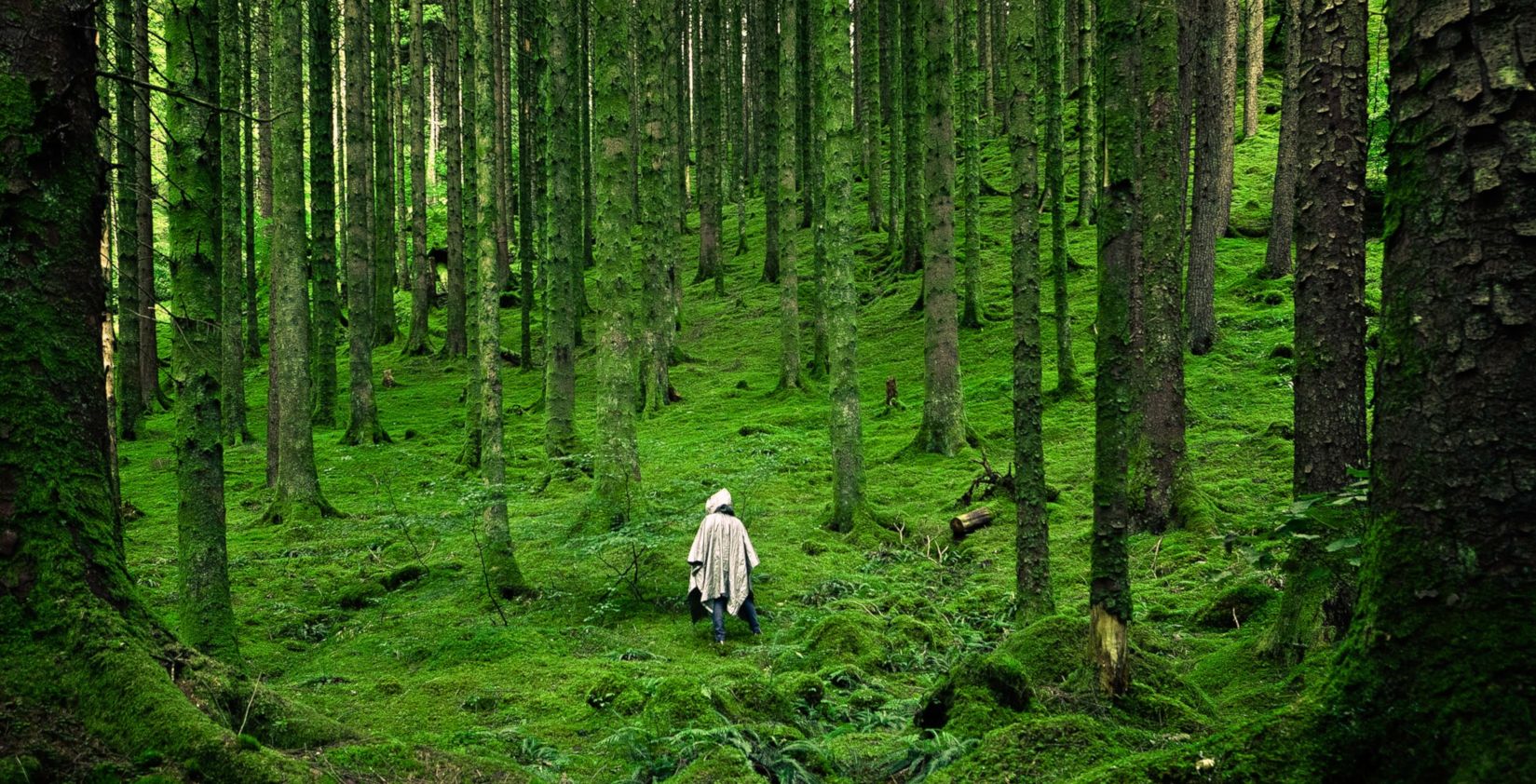 Person walking through green forest