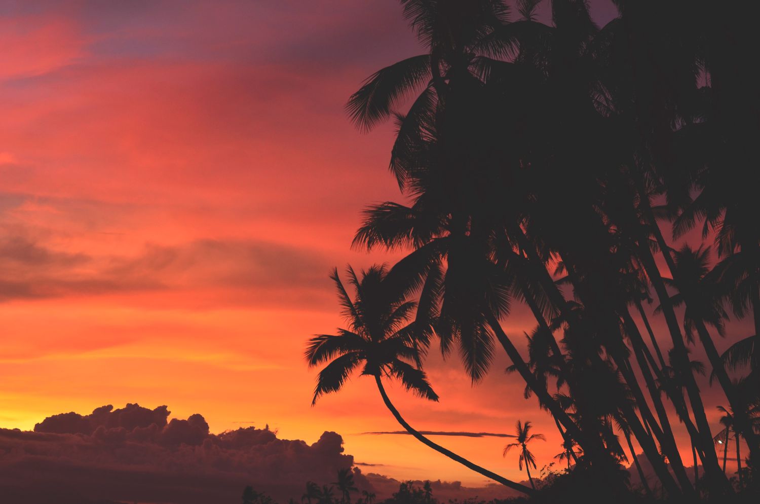 bali palm trees and sunset
