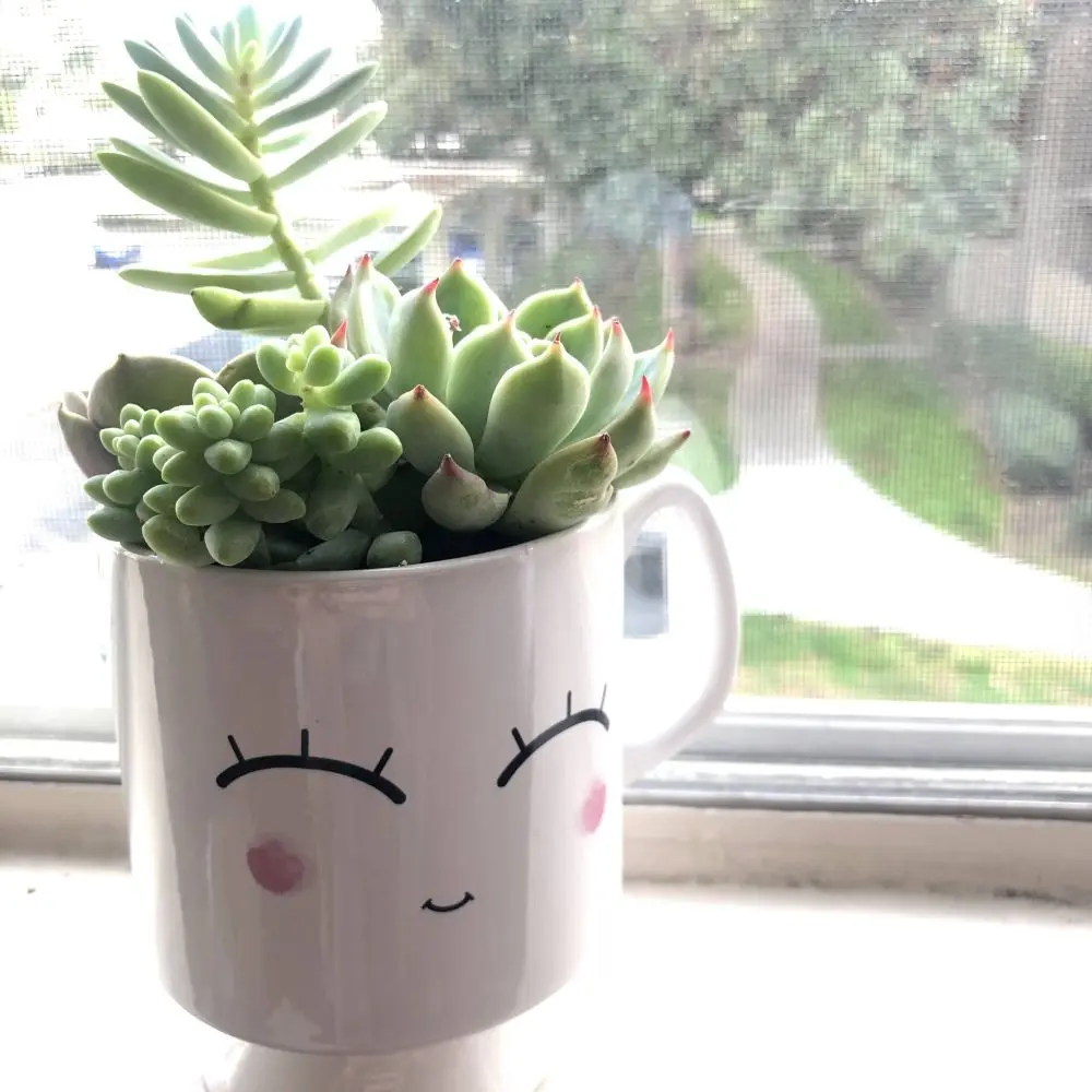 teacup with a painted face and potted succulents