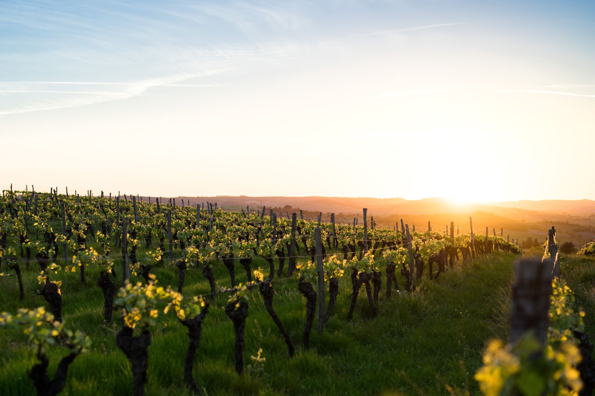 hopland california vineyards